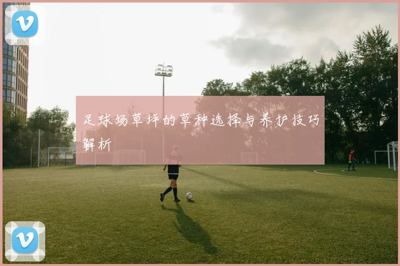足球场草坪的草种选择与养护技巧解析